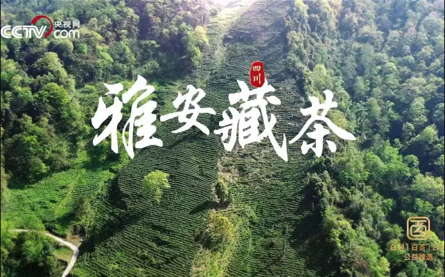 雅安藏茶