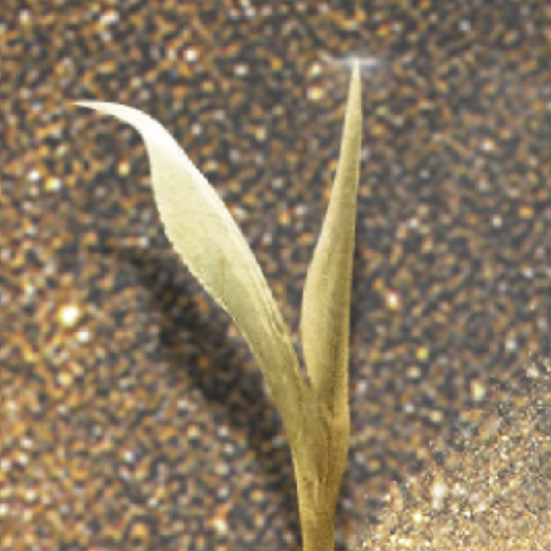 茶之味·立宗